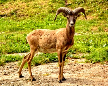 Horn Argali Fauna Wildlife photo