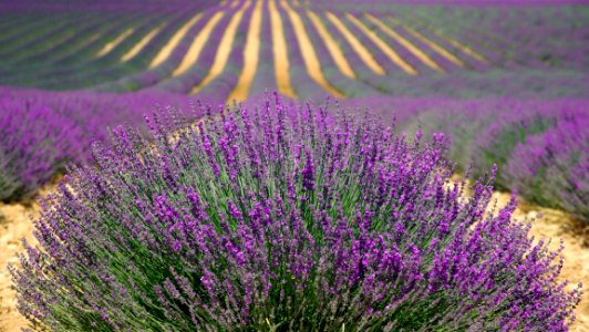 Plant English Lavender Lavender Flower photo