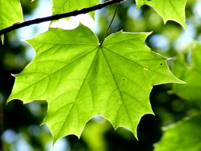 Leaf Plant Maple Leaf Flora