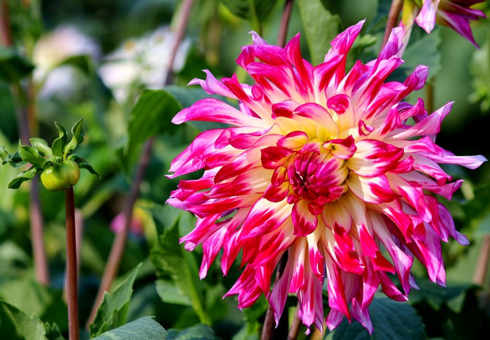 Flower Plant Flowering Plant Flora