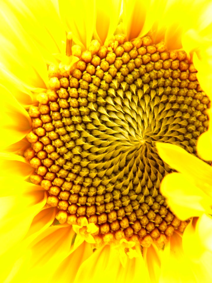 Flower Sunflower Yellow Sunflower Seed