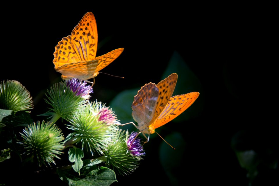 Butterfly Moths And Butterflies Insect Brush Footed Butterfly