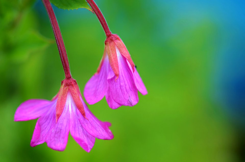Flower Flora Pink Wildflower