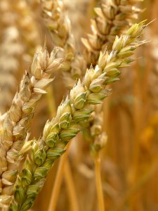 Food Grain Grass Family Wheat Grain