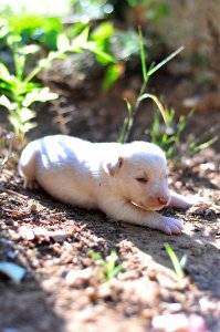 WHITE PUPPY photo