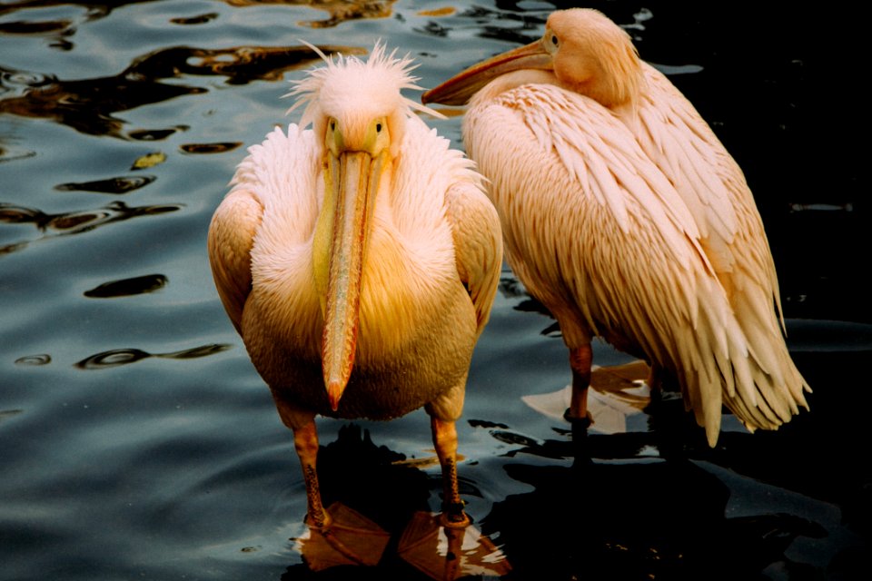 Water Bird Light Beak