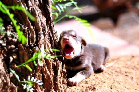 YAWNING PUPPY photo