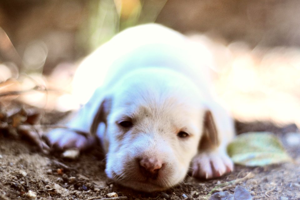 SLEEPY WHITE PUPPY