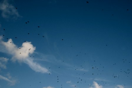 BIRDS IN THE SKY