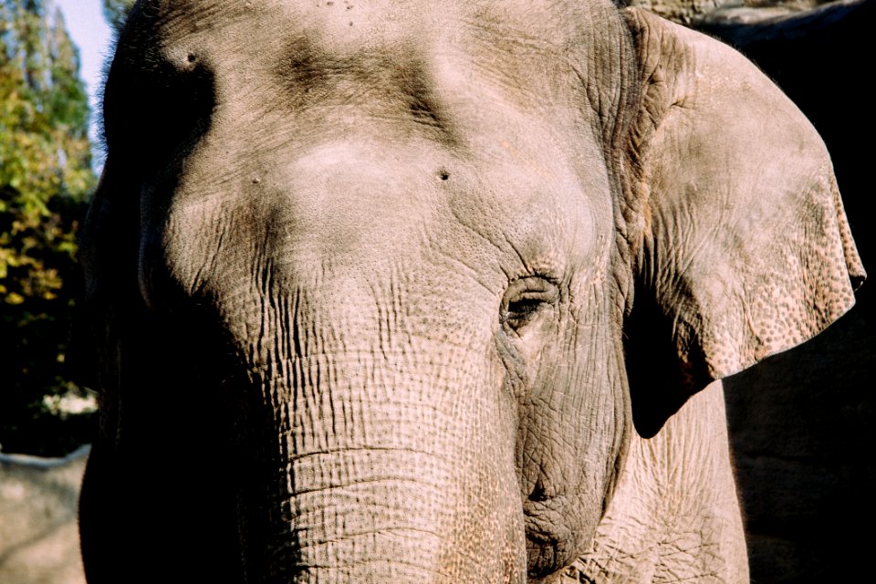 Elephant Head Eye Vertebrate