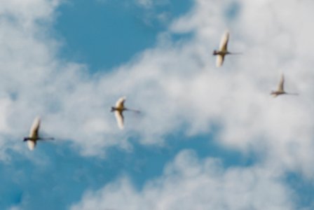 SWANS IN THE SKY