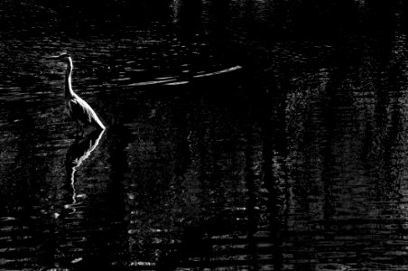 BIRD IN WATER