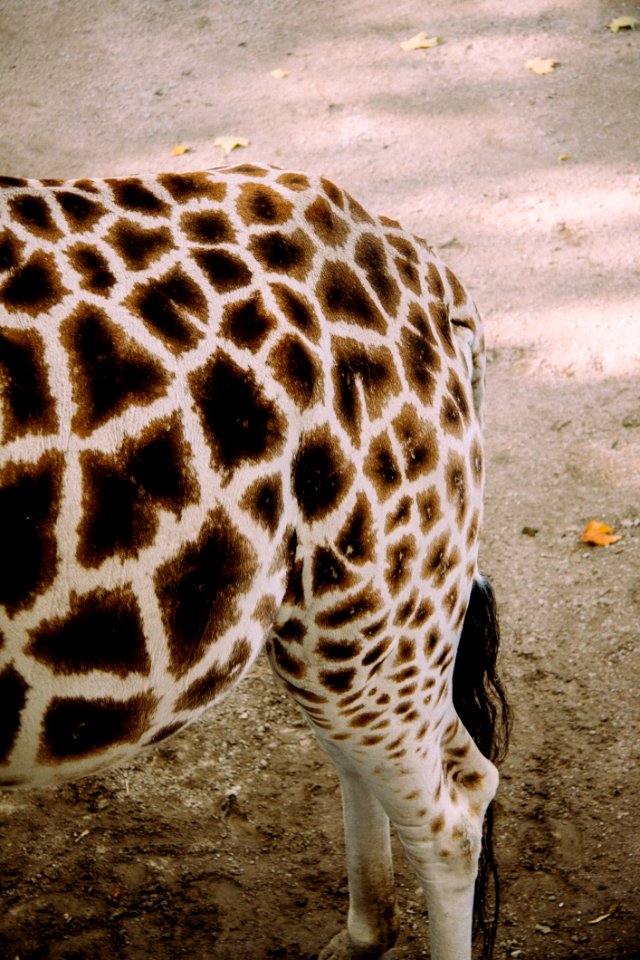 Giraffe Giraffidae Fawn Terrestrial Animal