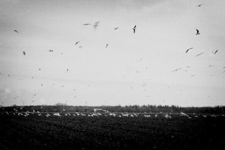 BIRDS FLYING ABOVE THE FIELD photo