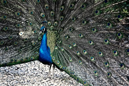 BLUE PEAFOWL photo