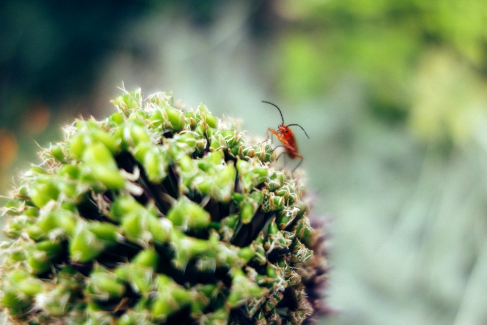 BEETLE ON FLOWER