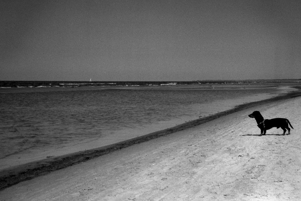 DACHSHUND LOOKING AT SEA