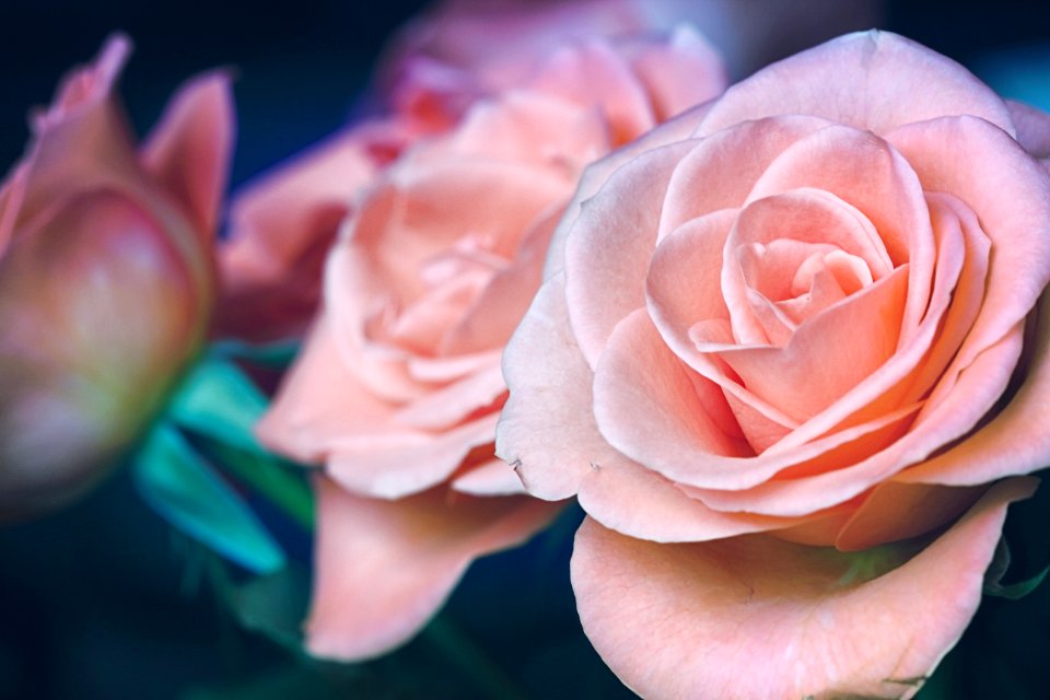 Pink Rose Bouquet