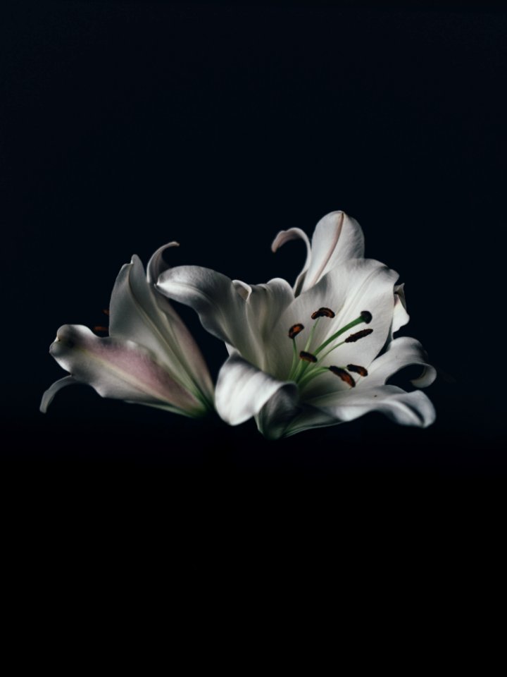 White Lilies