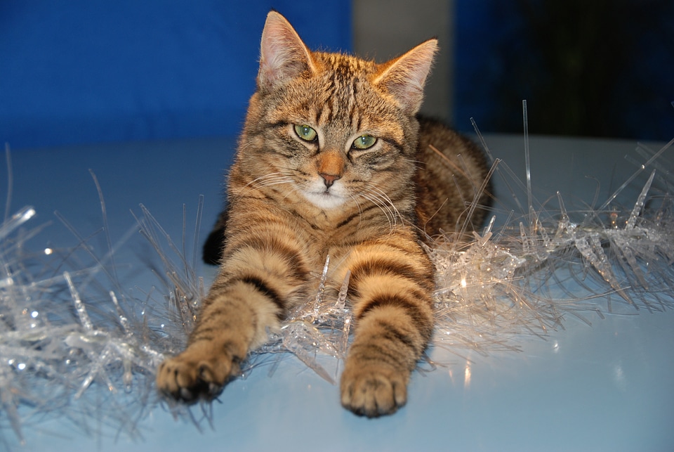 Cat christmas christmas decoration
