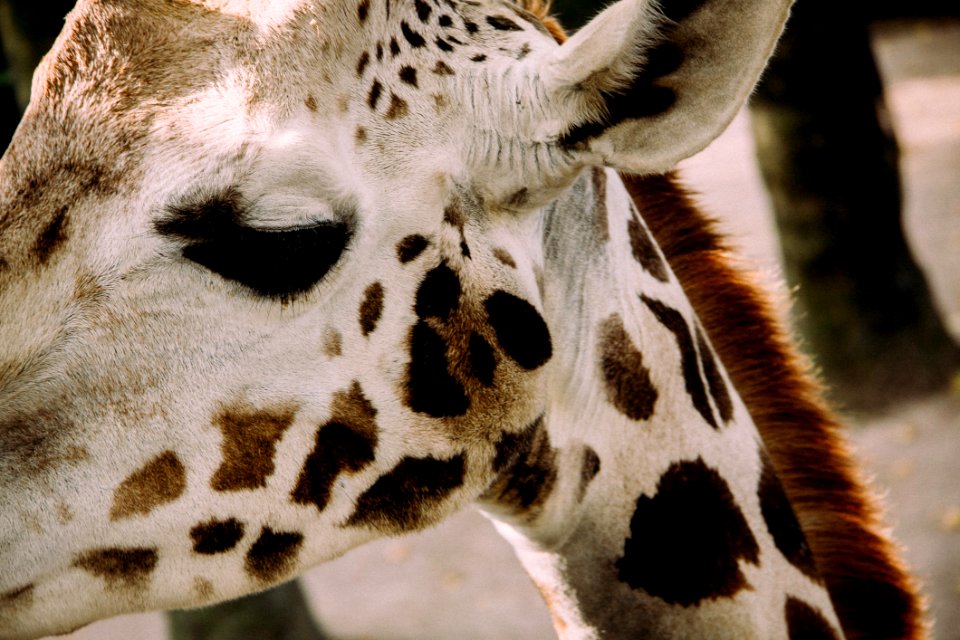 Eye White Giraffe Neck