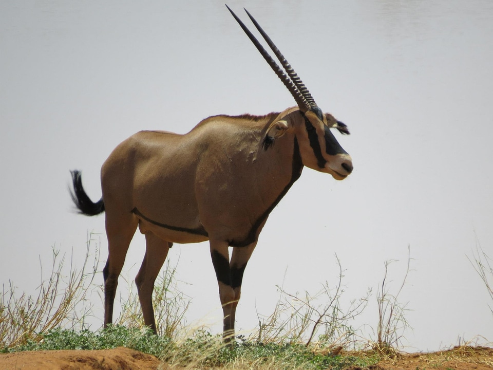 Nature wildlife safari photo