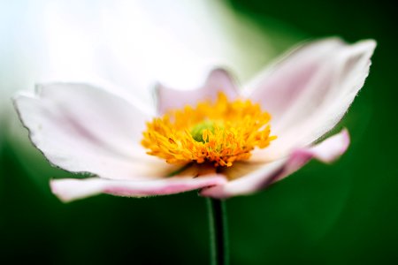 Flower Closeup photo