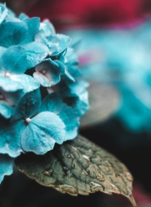 Blue Hortensia photo