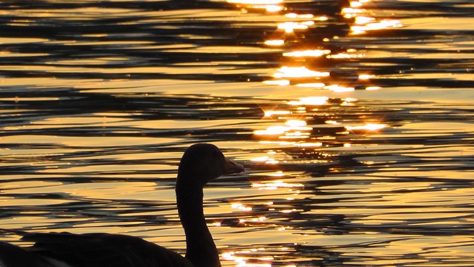 Sunset silhouette bird photo