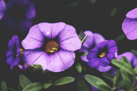 Violet Flowers photo
