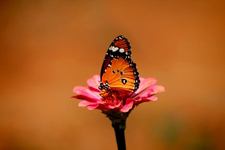 Monarch Butterfly photo