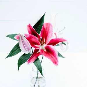 Pink Tiger Lily photo