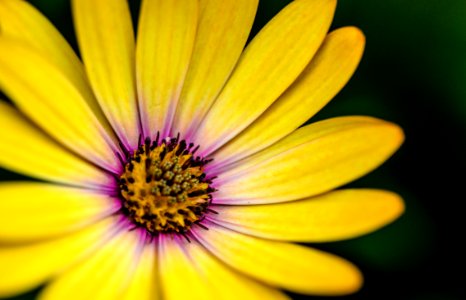 Gerbera Flower