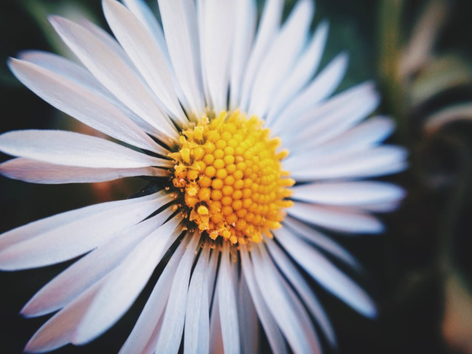 Daisy