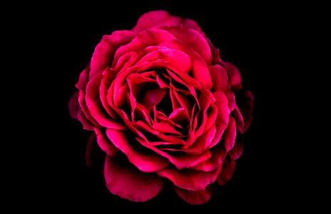Red Rose