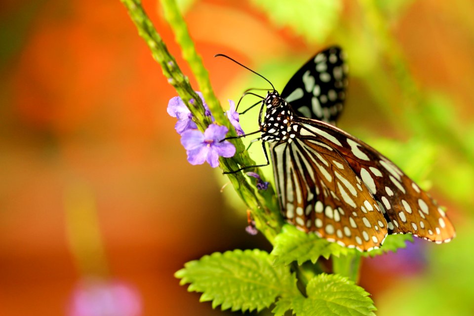 Butterfly On Plant
