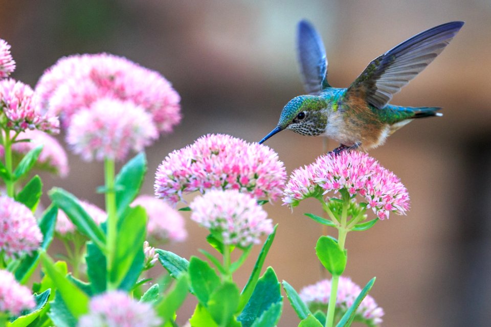 Hummingbird Drinking Nectar