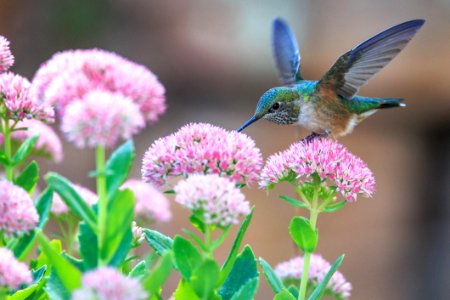 Hummingbird Drinking Nectar