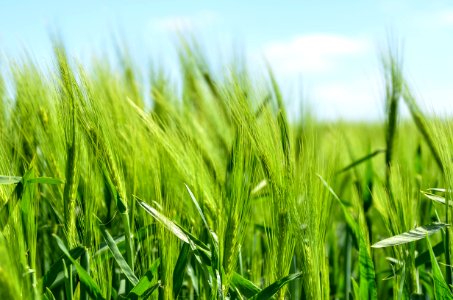 Field Grass Crop Grass Family photo