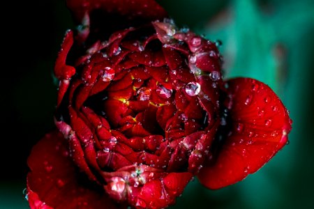 Red Peony With Dew Drops photo