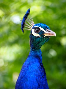 Peafowl Bird Beak Galliformes