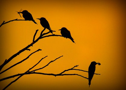 Bird Fauna Branch Beak