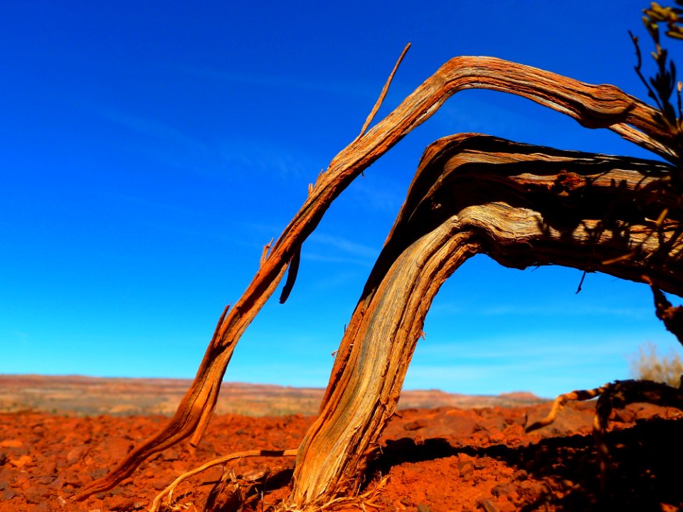 Sky Rock Formation Tree