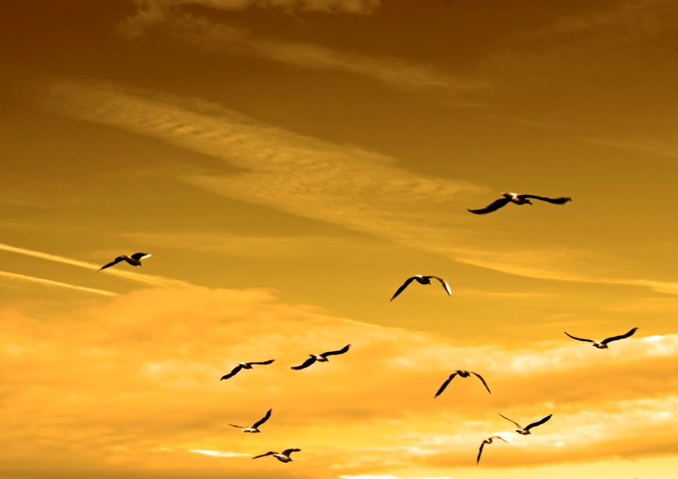 Sky Flock Bird Migration Bird