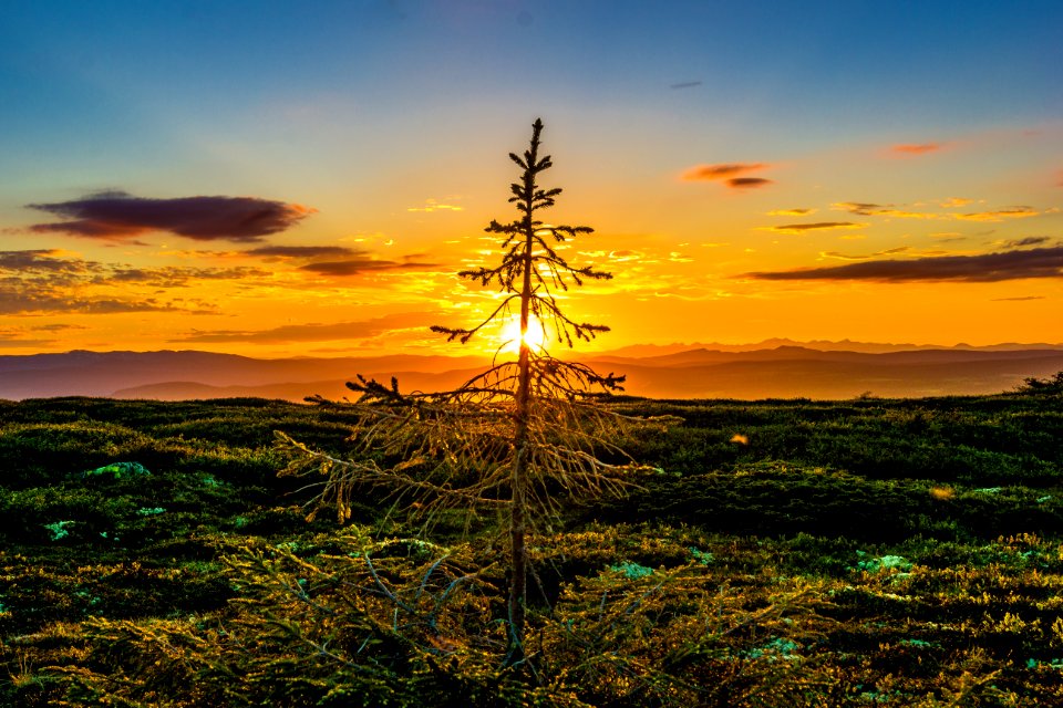 Sky Nature Tree Horizon