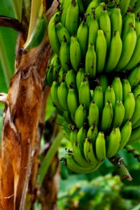 Banana Saba Banana Plant Flora