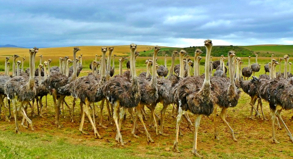 Ostrich Ratite Flightless Bird Bird
