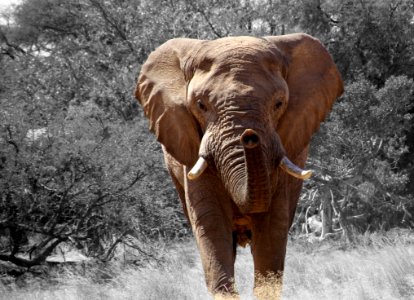 Elephant Elephants And Mammoths Wildlife Terrestrial Animal