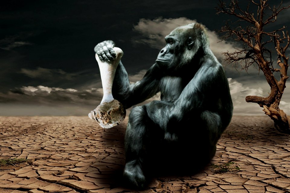 Mammal Fauna Great Ape Primate
