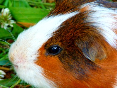 Fauna Guinea Pig Whiskers Close Up photo